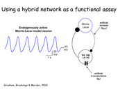 0549390_2010_using_a_hybrid_network_as_a_functional_assay