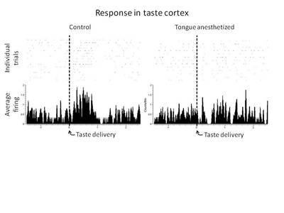 Electrophysiological recordings from behaving animal in response to taste