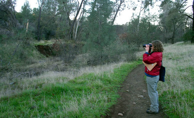 Watching birds foraging in trees