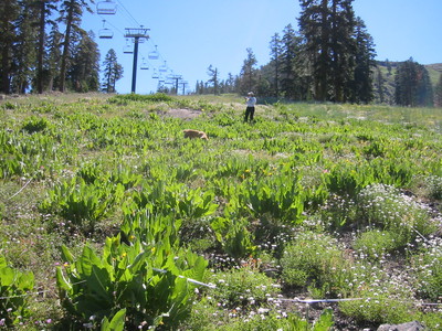 Cleared ski run still in use