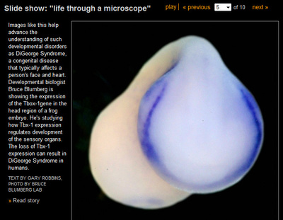 Life through a microscope