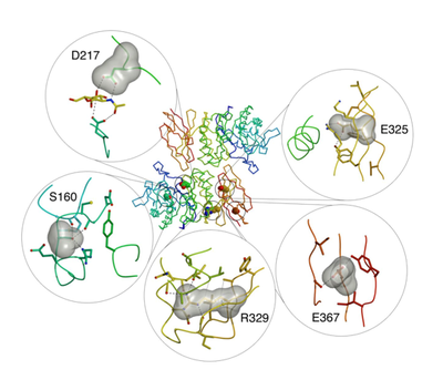 Figure 1: Schindler and Kanzaki disease mutations.