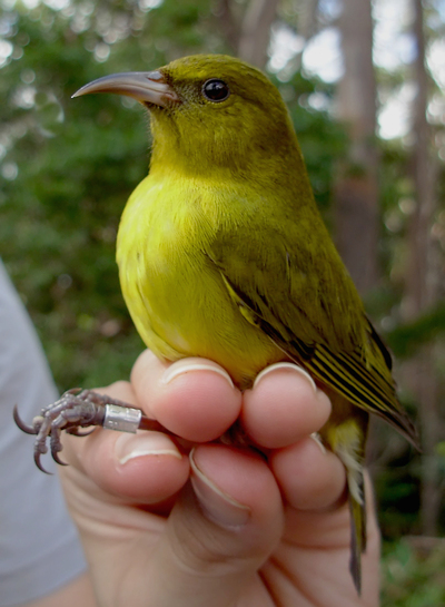 Adult Amakihi with band