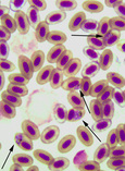 0549514_2010_amakihi_erythrocytes