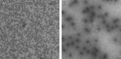 Qbeta-CCR5 virus-like nanoparticles survive nebulization.