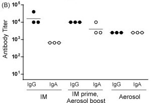 Systemic IgG and IgA responses in rats immunized with Qbeta-CCR5 VLPs.