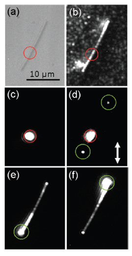 Optical images of hybrid metallic-semiconductor nanostructure system