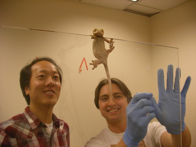 High-speed imaging of a gecko adhesive in action.