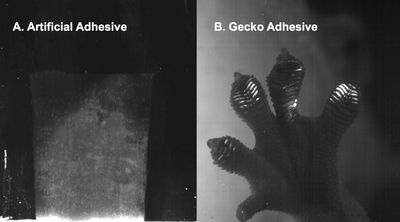 Comparing the contact area of artificial and natural fibrillar adhesives.