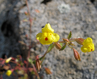 Cut-leaved monkeyflower