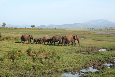 A group of Asian elephants at the Uda Walawe reservoir.