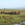 A group of Asian elephants at the Uda Walawe reservoir.