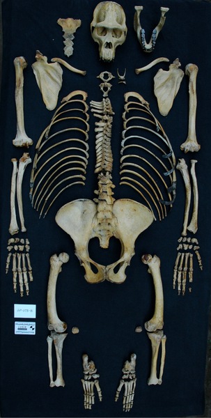 The skeleton of Papoose, the oldest female observed by Karisoke. She was estimated to have been 43 years of age when she died.